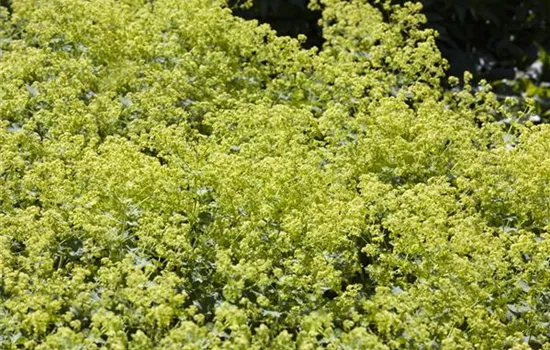 Frauenmantel jetzt zurückschneiden Frauenmantel jetzt zurückschneiden