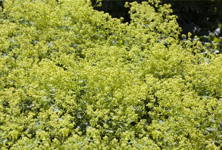 Alchemilla xanthochlora Alchemilla xanthochlora