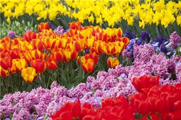 Bunter Frühling mit Blumenzwiebel und Co. – eine Übersicht