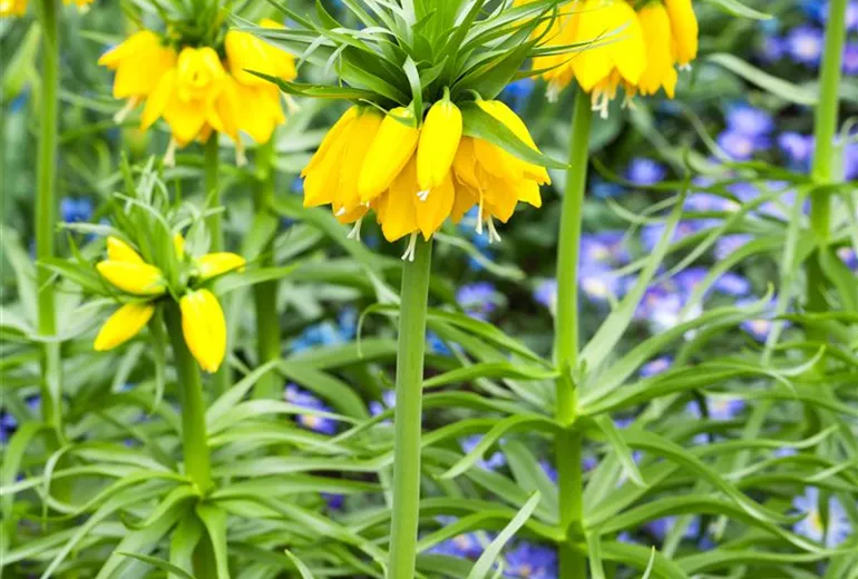 Fritillaria imperialis Fritillaria imperialis
