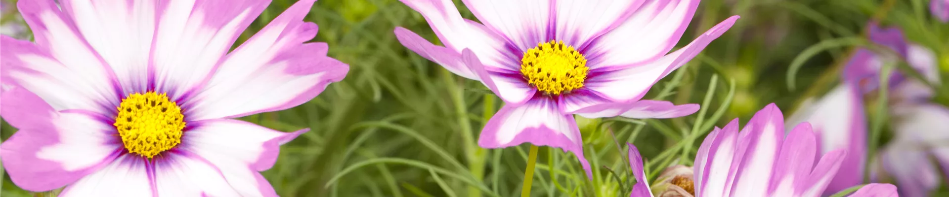 Cosmos bipinnatus Cosmos bipinnatus