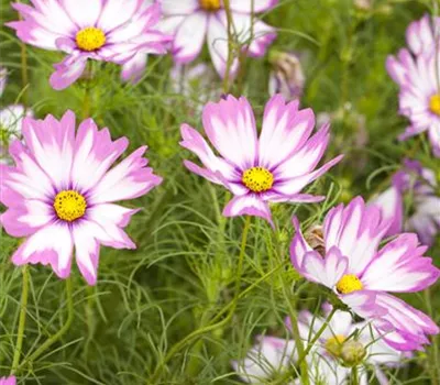 Mit Sommerblumen die Sonne in den Garten holen Mit Sommerblumen die Sonne in den Garten holen