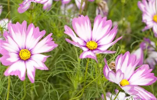 Mit Sommerblumen die Sonne in den Garten holen Mit Sommerblumen die Sonne in den Garten holen
