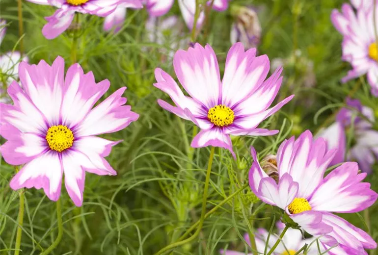 Cosmos bipinnatus Cosmos bipinnatus