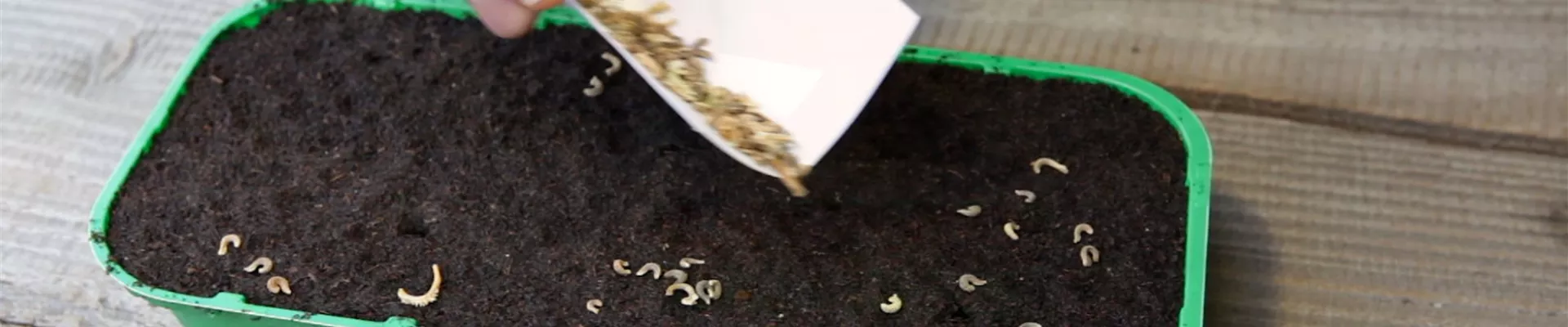 Ringelblumen - Aussäen von Samen (4) Ringelblumen - Aussäen von Samen (4)