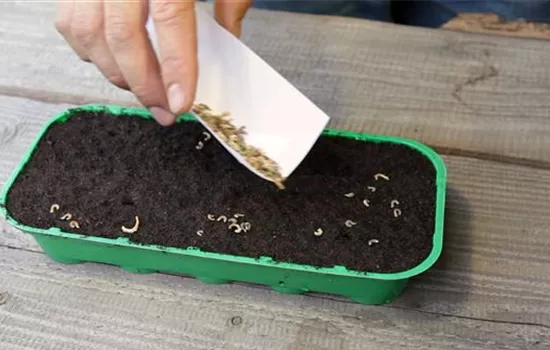 Ringelblumen - Aussäen von Samen Ringelblumen - Aussäen von Samen