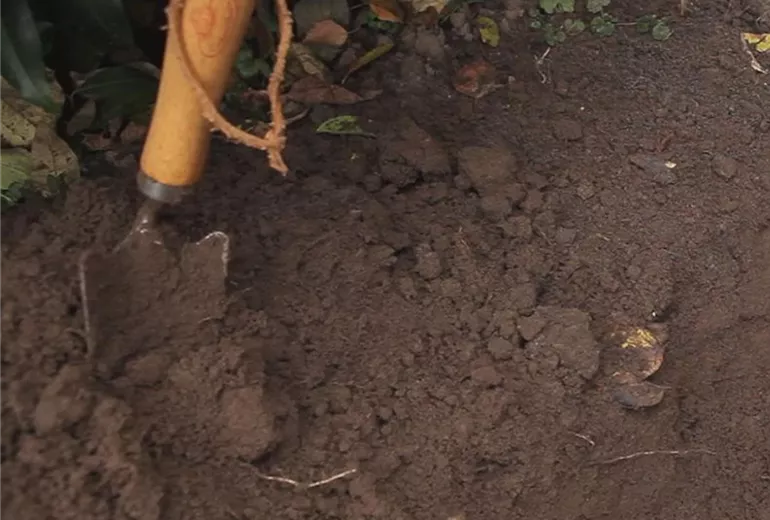 Zierlauch – Blumenzwiebeln einpflanzen 1
