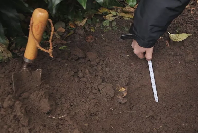 Zierlauch – Blumenzwiebeln einpflanzen 2