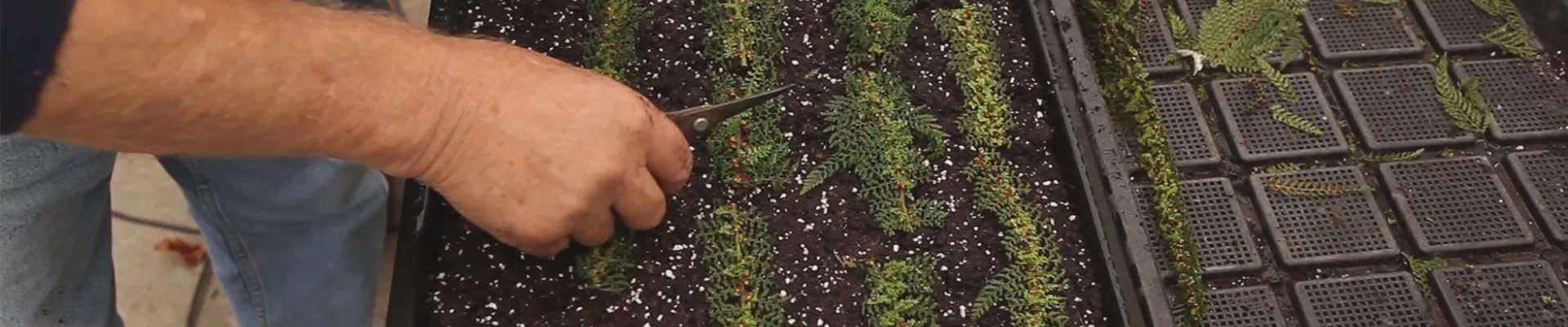 Farn - Vermehren durch Brutknöllchen (thumbnail) Farn - Vermehren durch Brutknöllchen (thumbnail)