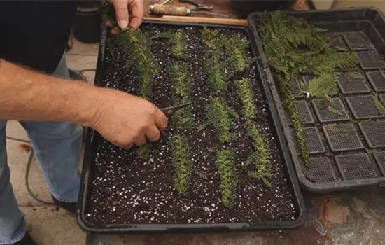 Farn - Vermehren durch Brutknöllchen Farn - Vermehren durch Brutknöllchen