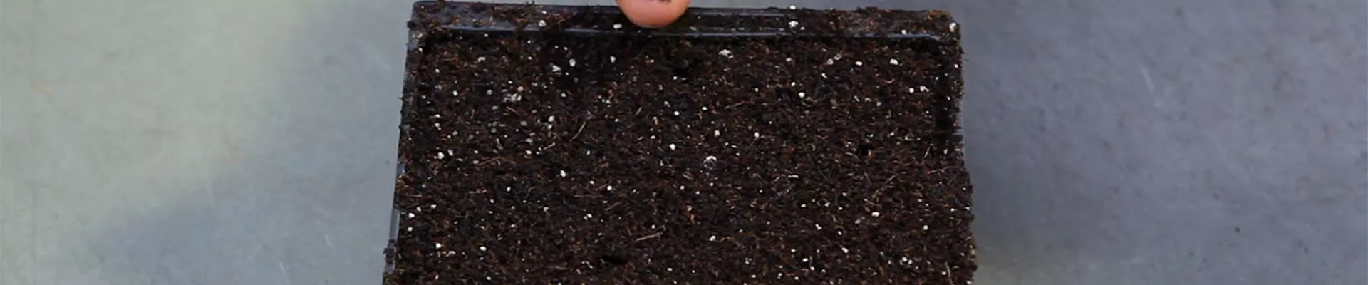 Blaukissen - Aussäen von Samen (3)