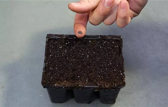 Blaukissen - Aussäen von Samen