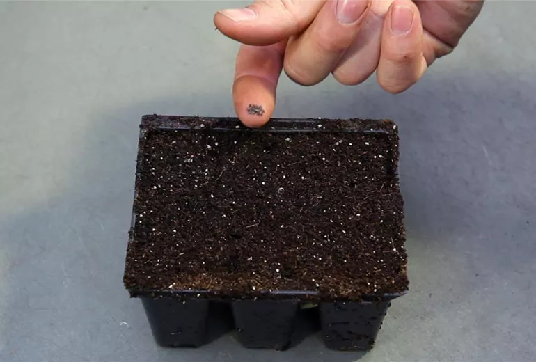 Blaukissen - Aussäen von Samen (3)