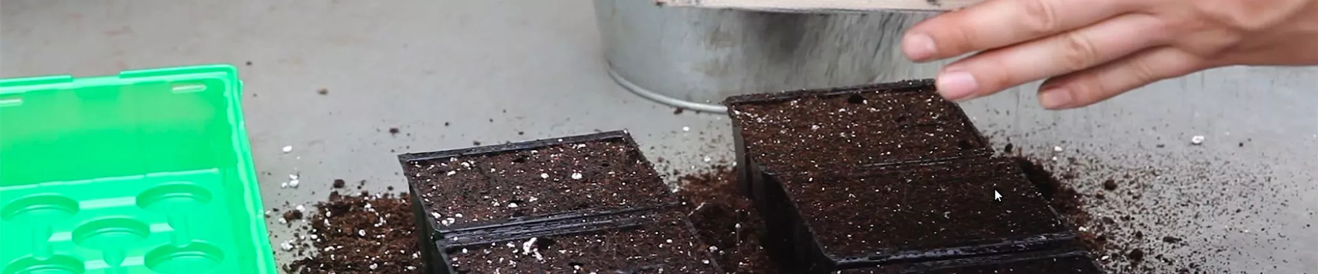 Blaukissen - Aussäen von Samen (thumbnail) Blaukissen - Aussäen von Samen (thumbnail)