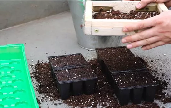 Blaukissen - Aussäen von Samen Blaukissen - Aussäen von Samen