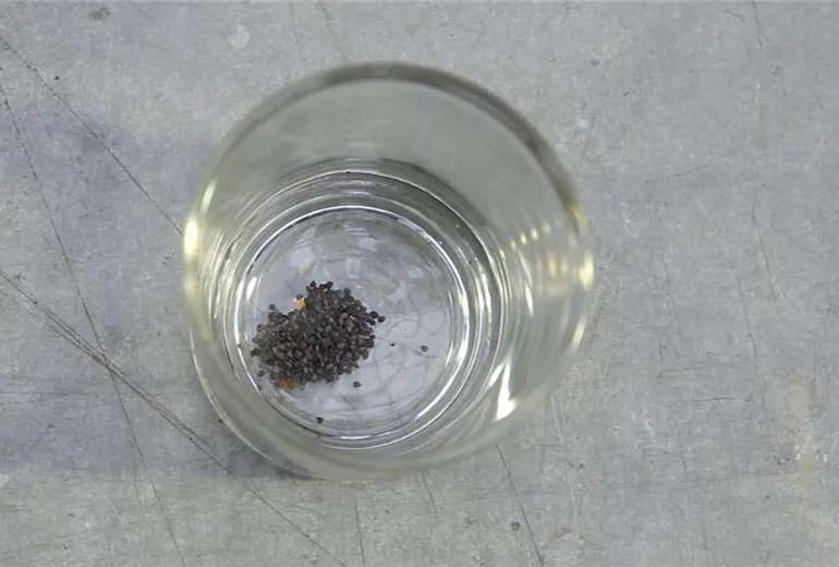 Blaukissen - Aussäen von Samen (0)