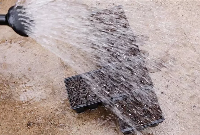 Blaukissen - Aussäen von Samen (2)