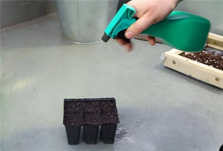 Blaukissen - Aussäen von Samen (4)