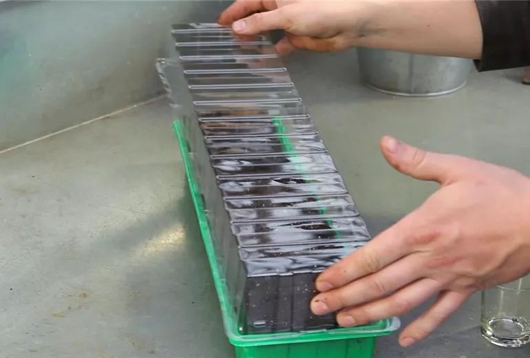 Blaukissen - Aussäen von Samen (5)