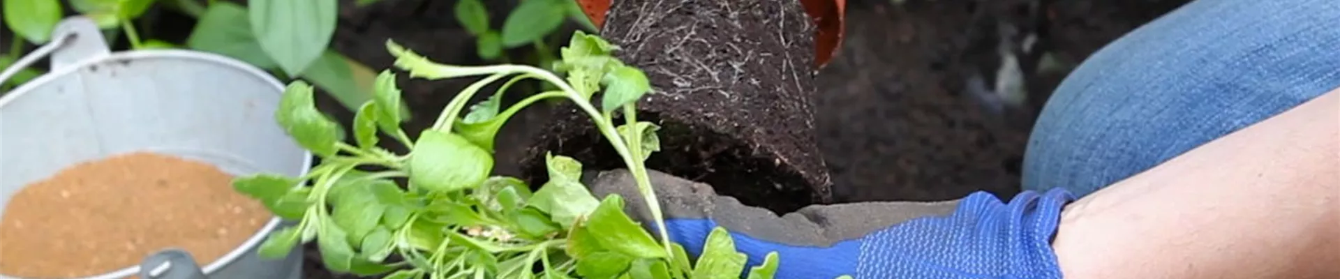 Blaukissen - Einpflanzen im Garten (3)