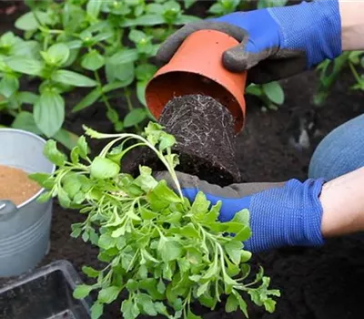 Blaukissen - Einpflanzen im Garten