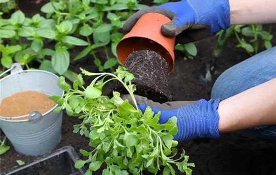 Blaukissen - Einpflanzen im Garten