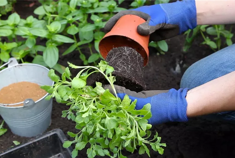 Blaukissen - Einpflanzen im Garten (3)
