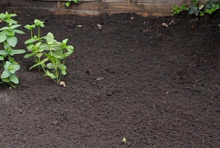 Blaukissen - Einpflanzen im Garten (1)