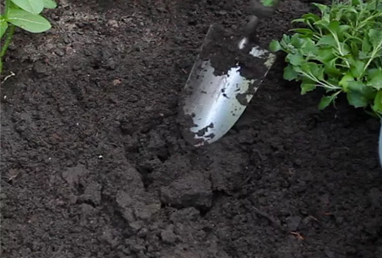 Blaukissen - Einpflanzen im Garten (2)