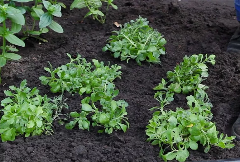 Blaukissen - Einpflanzen im Garten (4)