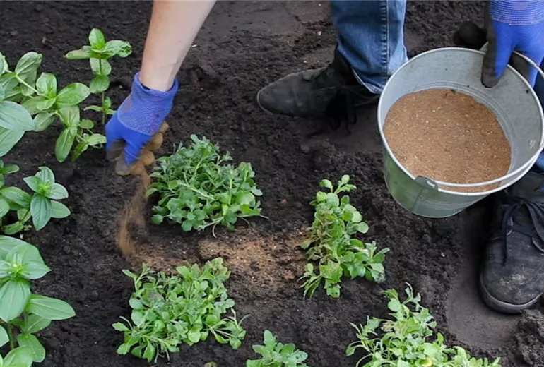 Blaukissen - Einpflanzen im Garten (5)