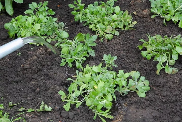 Blaukissen - Einpflanzen im Garten (6)