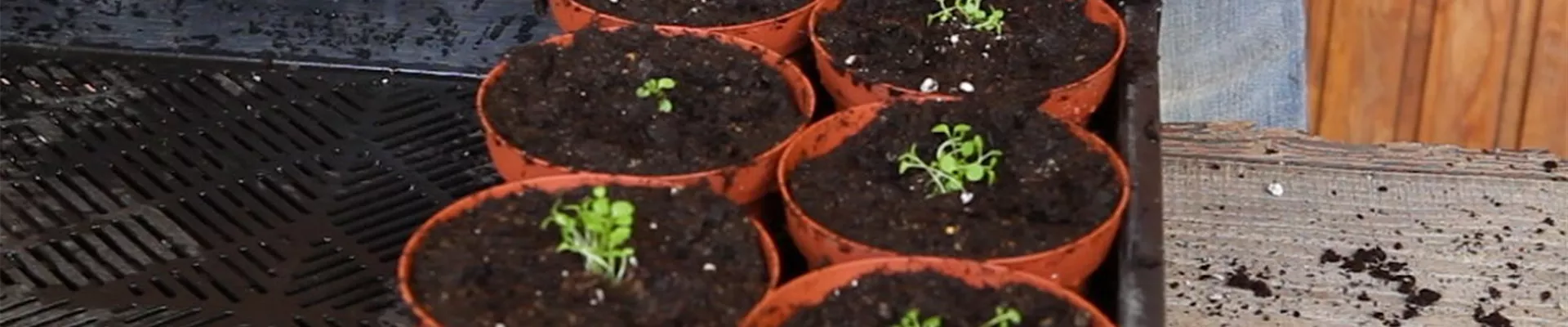 Blaukissen - Pikieren (5)