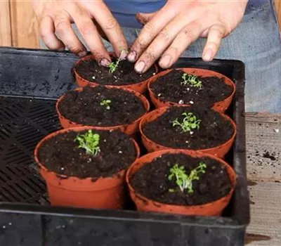 Blaukissen - Pikieren