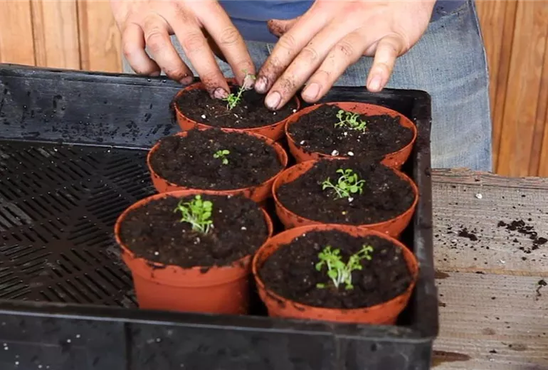 Blaukissen - Pikieren (5)