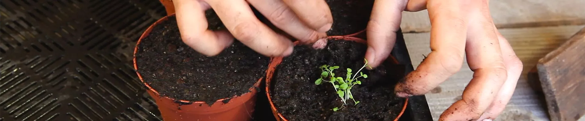 Blaukissen - Pikieren (thumbnail) Blaukissen - Pikieren (thumbnail)