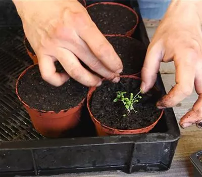 Blaukissen - Pikieren