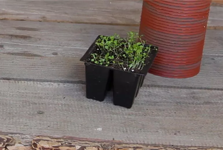 Blaukissen - Pikieren (1)