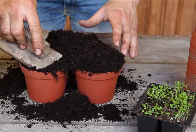 Blaukissen - Pikieren (2)