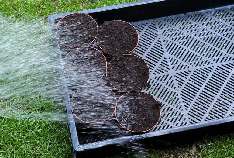 Blaukissen - Pikieren (3)