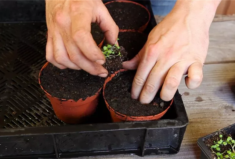 Blaukissen - Pikieren (4)