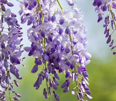 Wisteria sinensis