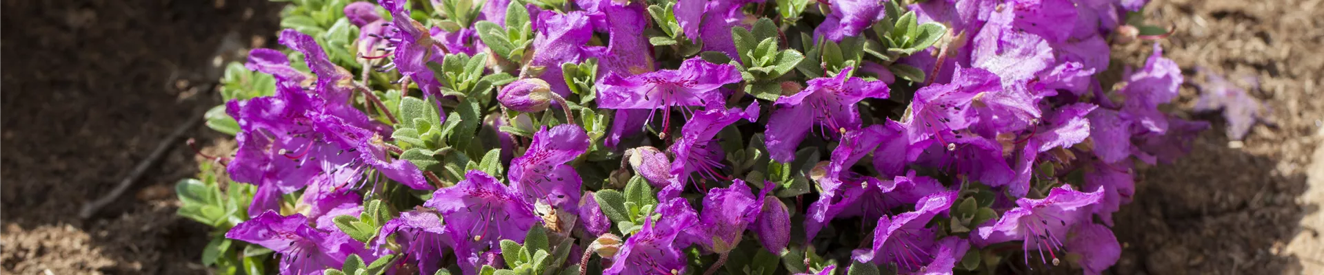 Rhododendron keleticum Rhododendron keleticum