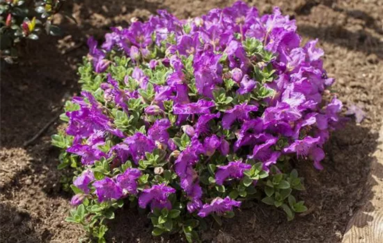 Rhododendren pflanzen Rhododendren pflanzen