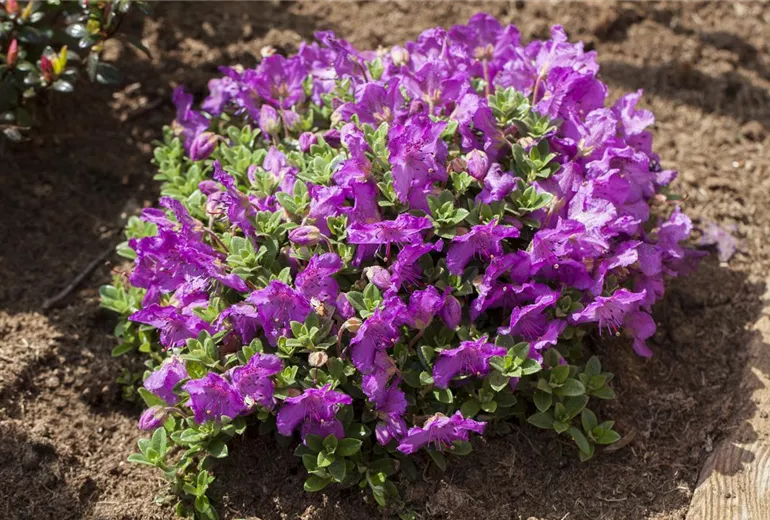 Rhododendron keleticum Rhododendron keleticum