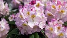 Rhododendron Hybr.'Brigitte'