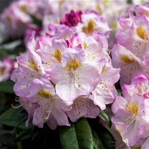 Rhododendron Hybr.'Brigitte' Rhododendron Hybr.'Brigitte'