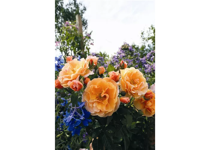 Rosa 'Arabia' -R- STR