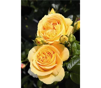 Rosa 'Candlelight' -R- TH