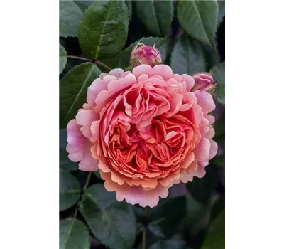 Rosa 'Chippendale' -R- TH